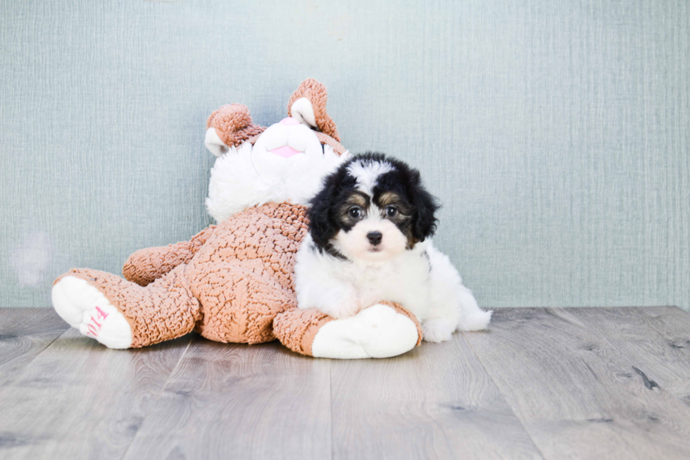 Happy Teddy Bear Baby