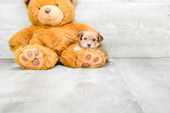 Morkie Pup Being Cute