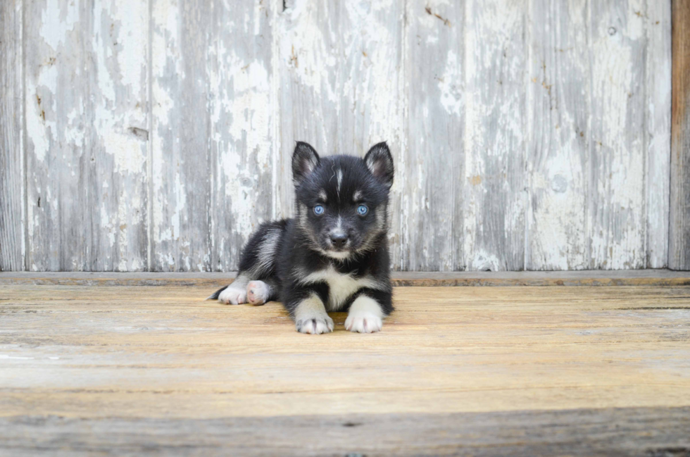 Hypoallergenic Mini Husky Designer Puppy