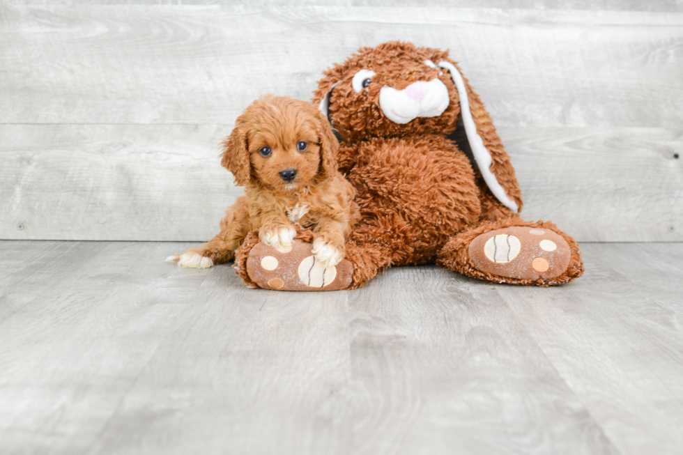 Cavapoo Puppy for Adoption