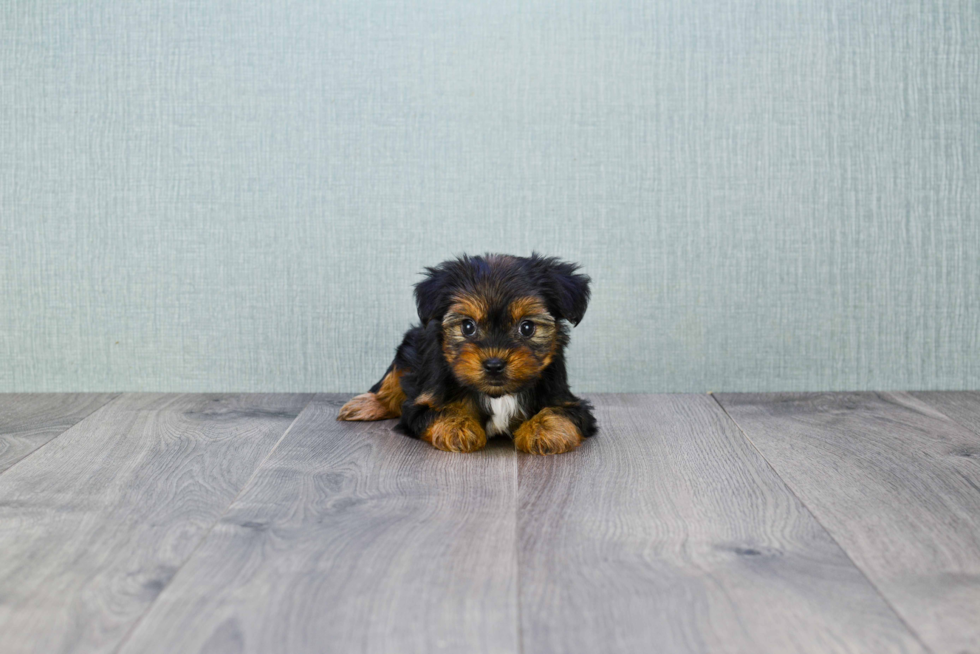 Meet Nugget - our Yorkshire Terrier Puppy Photo 