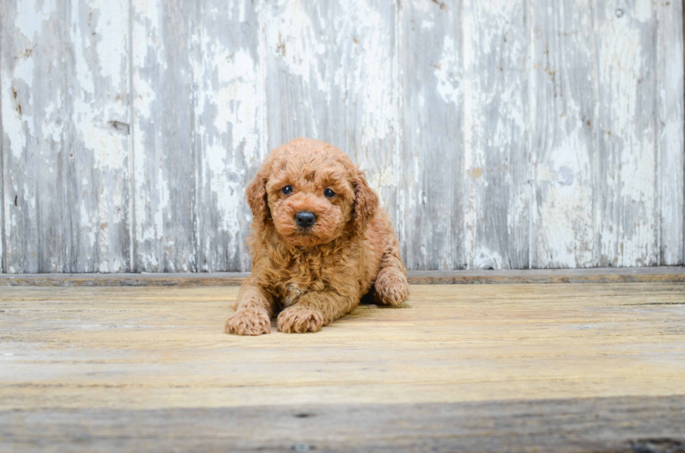 Energetic Golden Retriever Poodle Mix Puppy