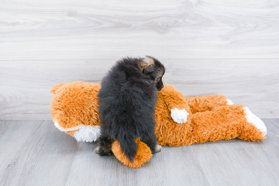 Sweet Pomeranian Purebred Puppy