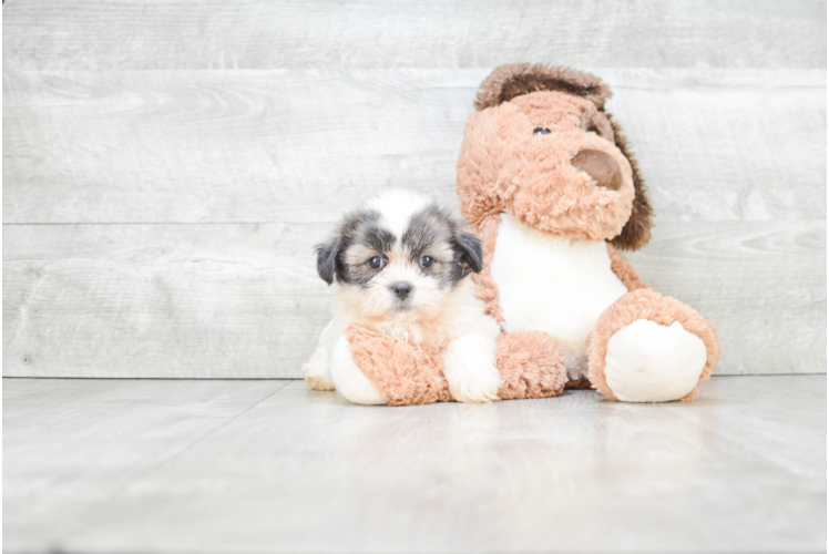 Popular Teddy Bear Designer Pup