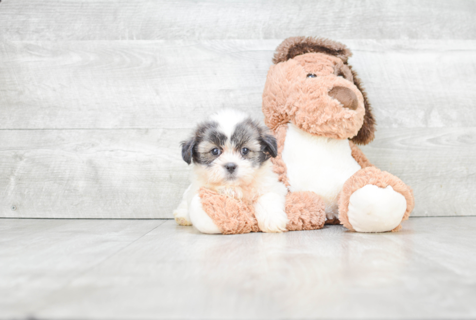 Popular Teddy Bear Designer Pup