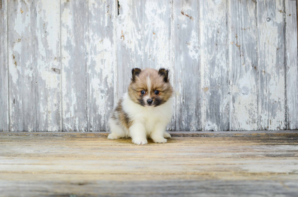 Pomeranian Puppy for Adoption