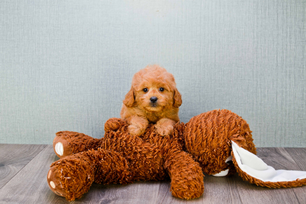 Mini Goldendoodle Pup Being Cute