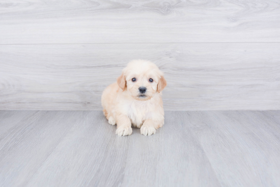 Happy Mini Goldendoodle Baby