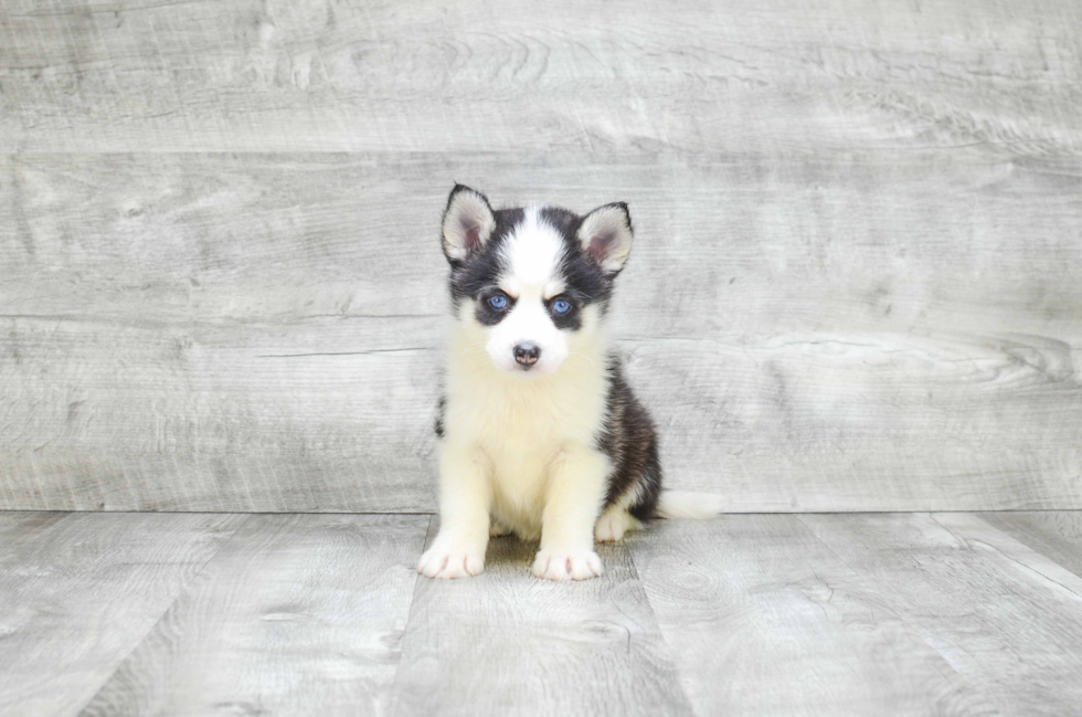 Small Pomsky Baby