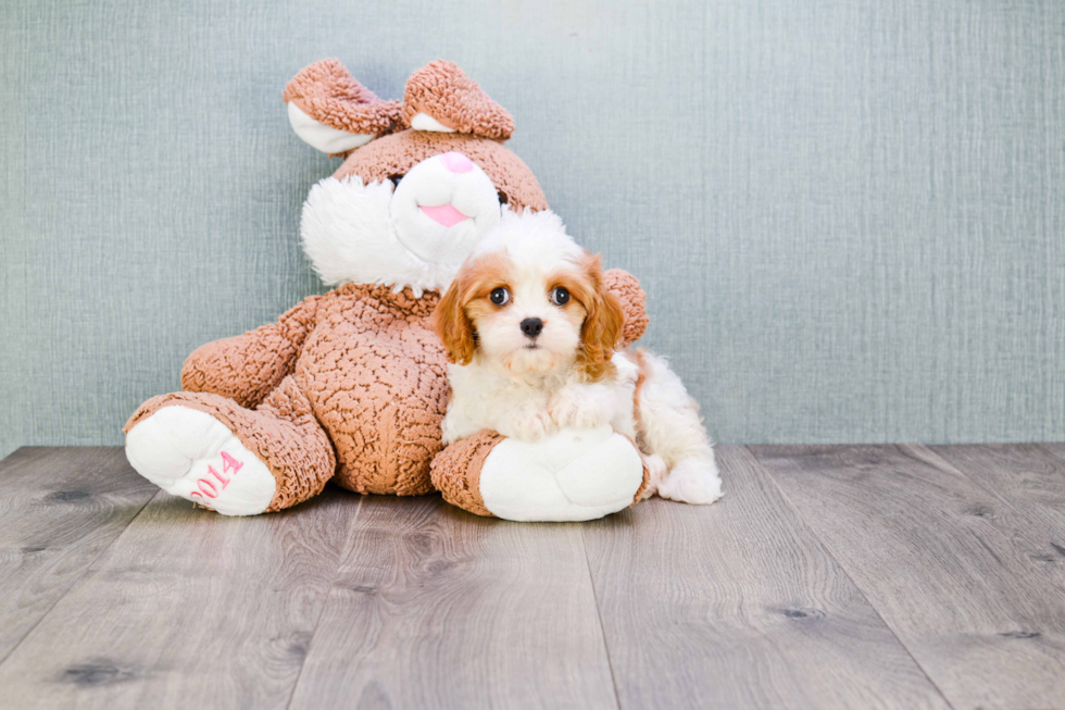 Hypoallergenic Cavalier Designer Puppy