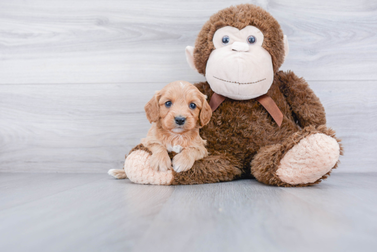 Cavapoo Puppy for Adoption