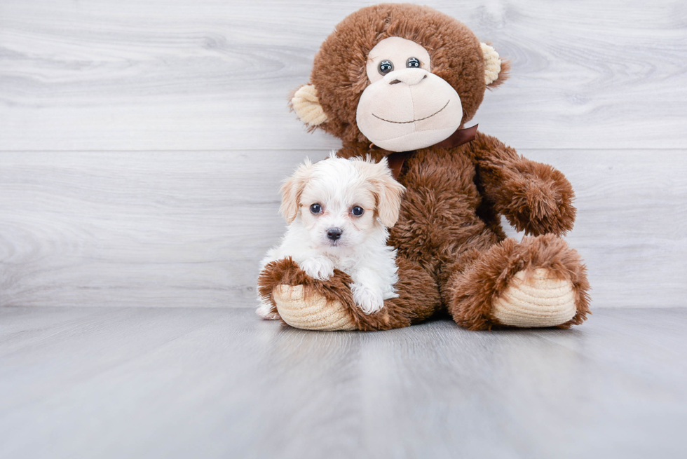 Petite Cavachon Designer Pup