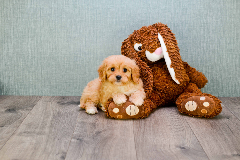 Popular Cavachon Designer Pup