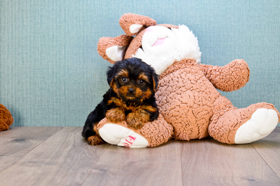 Meet Timmy - our Yorkshire Terrier Puppy Photo 