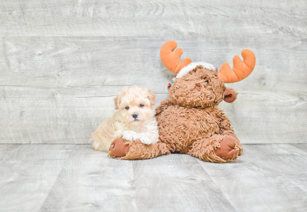 Petite Maltipoo Poodle Mix Pup