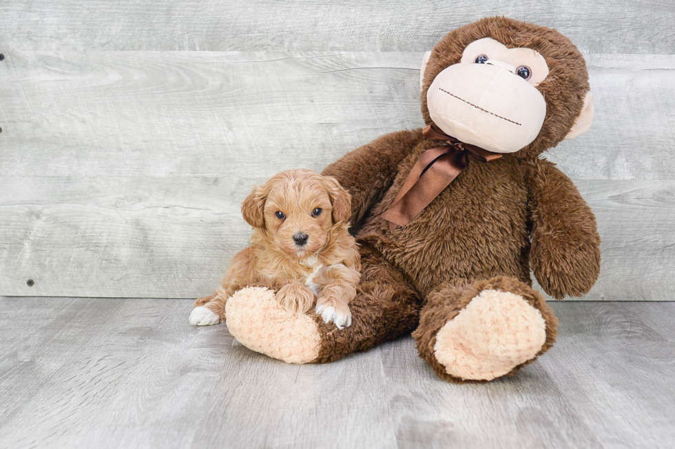 Cute Cavapoo Baby