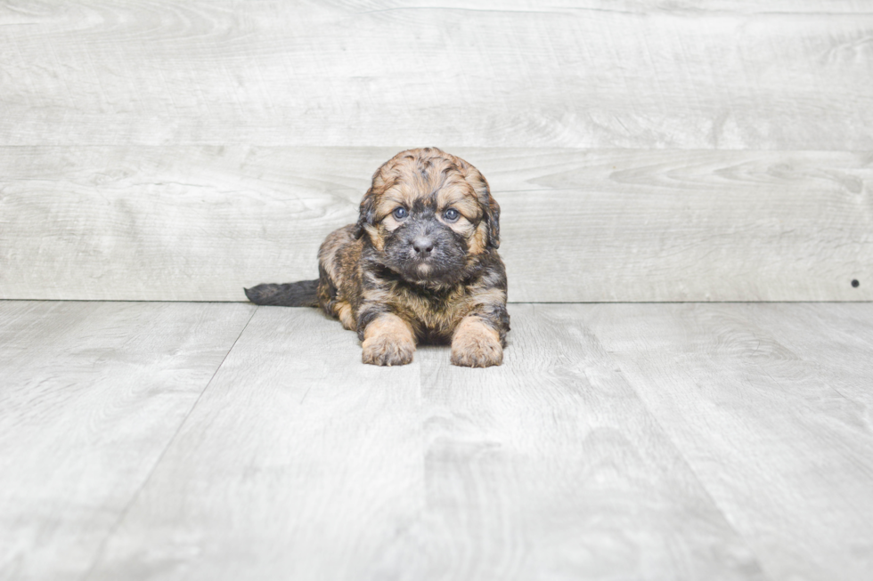 Mini Bernedoodle Puppy for Adoption