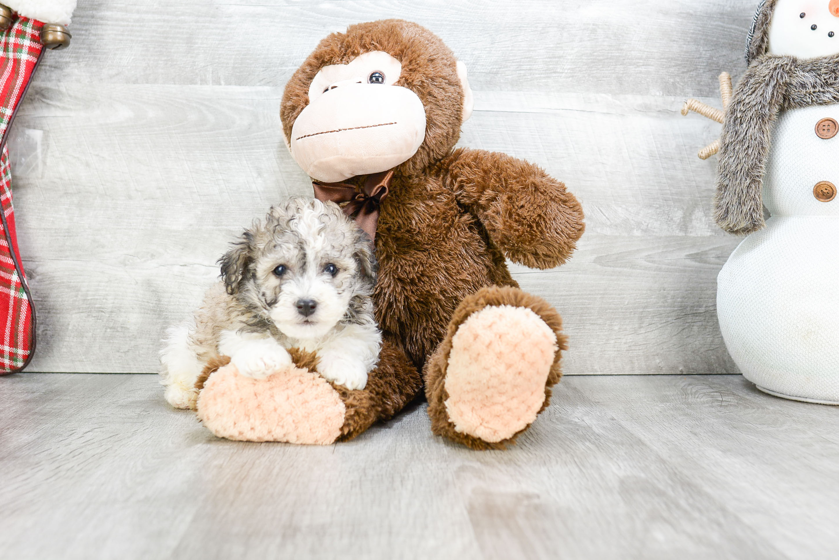Best Havanese Baby