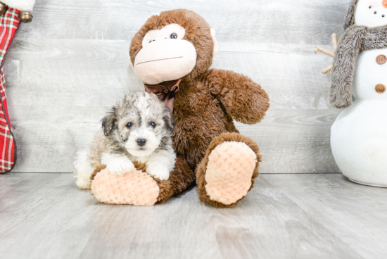 Best Havanese Baby