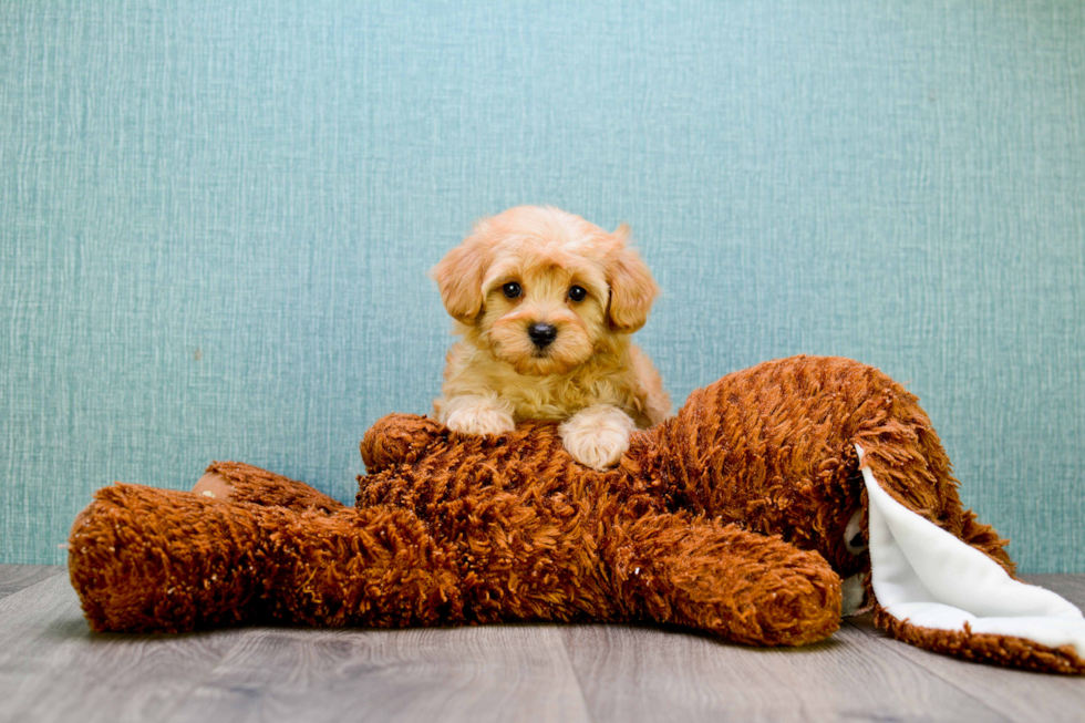 Cavapoo Puppy for Adoption