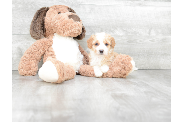 Petite Mini Bernedoodle Poodle Mix Pup