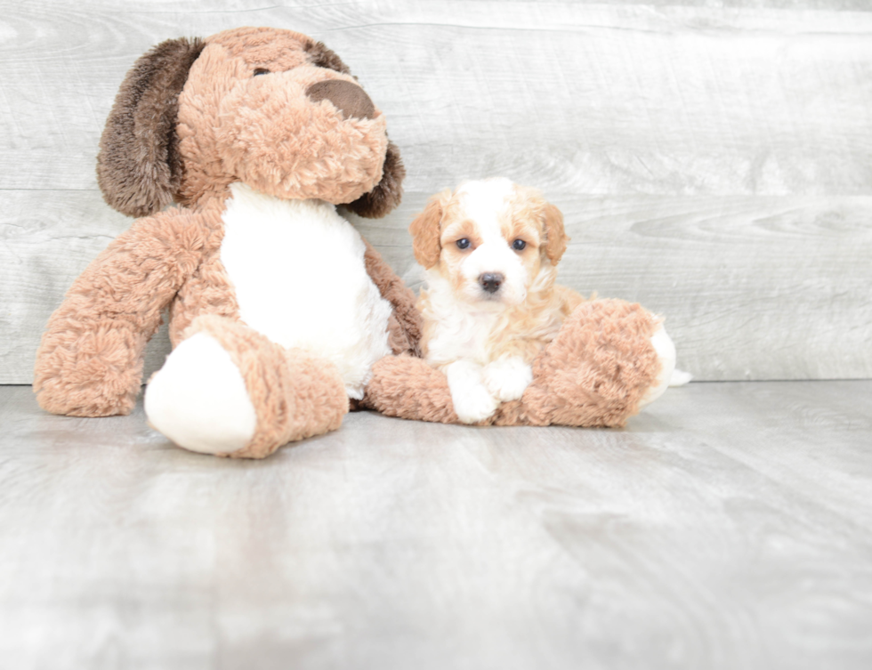 Petite Mini Bernedoodle Poodle Mix Pup