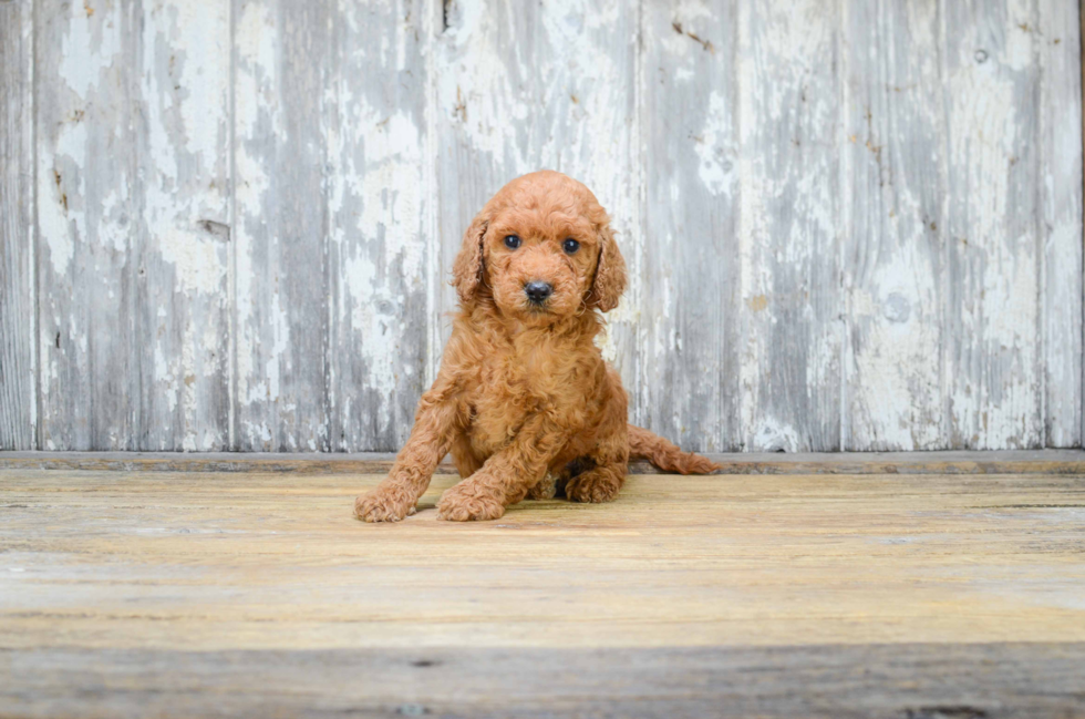 Funny Mini Goldendoodle Poodle Mix Pup