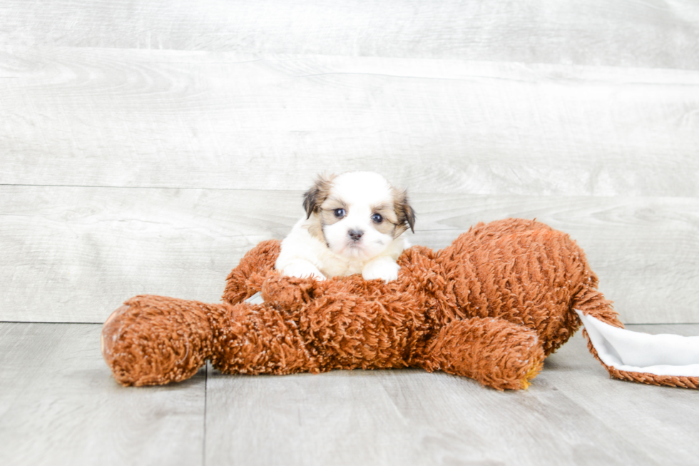 Teddy Bear Pup Being Cute