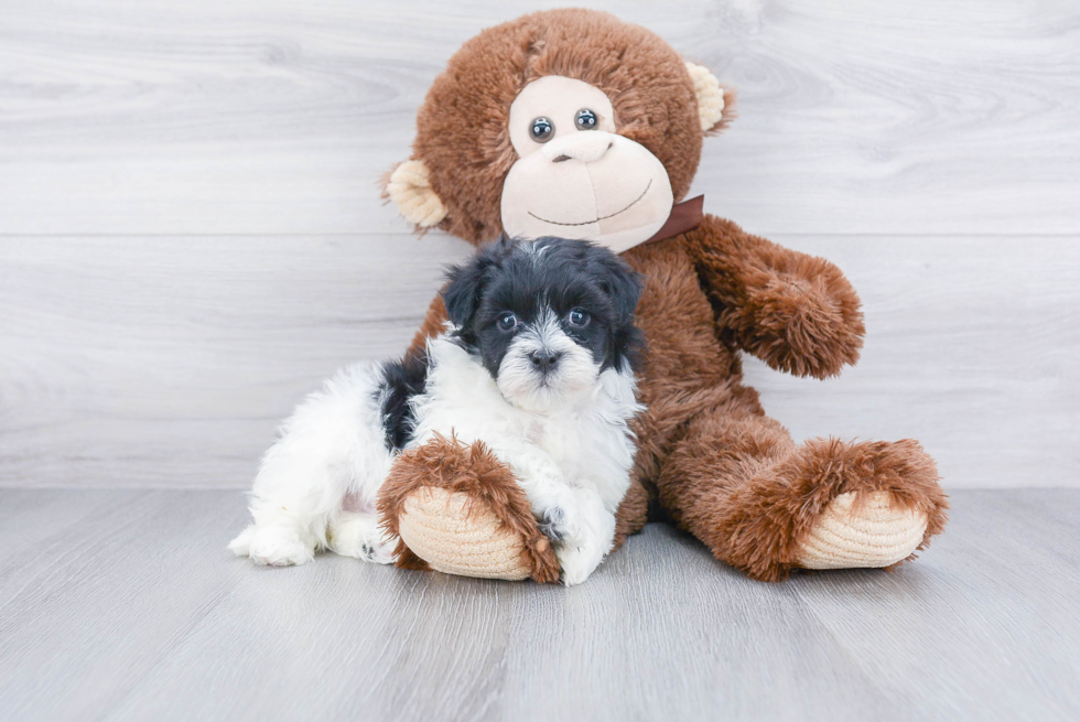 Havanese Pup Being Cute