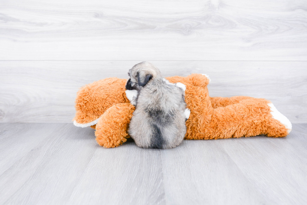 Hypoallergenic Havanese Baby