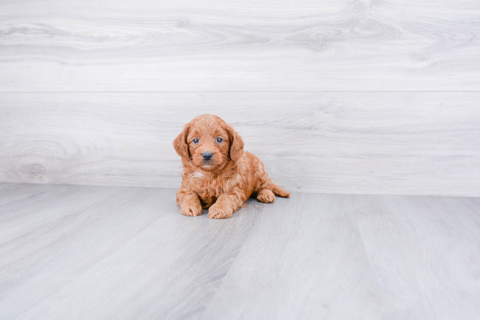 Mini Goldendoodle Pup Being Cute