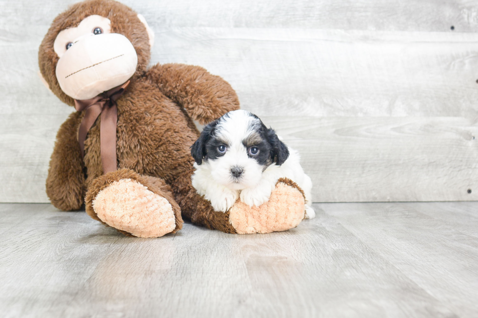 Adorable Shichon Designer Puppy