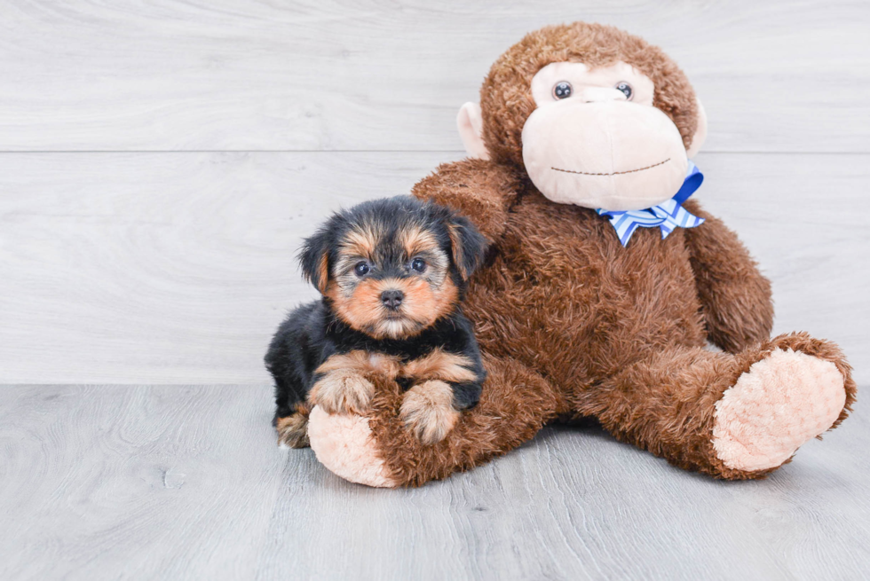 Meet Goldie - our Yorkshire Terrier Puppy Photo 