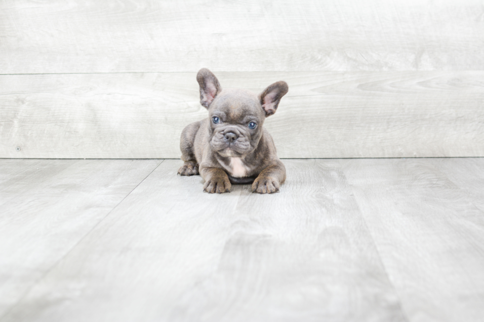 French Bulldog Pup Being Cute