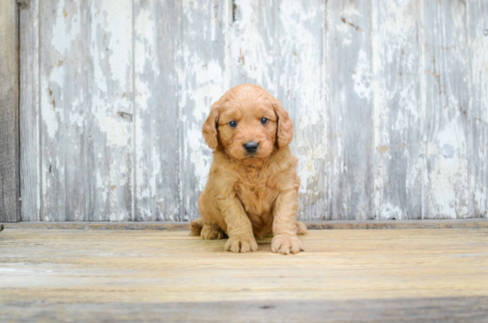 Happy Mini Goldendoodle Baby