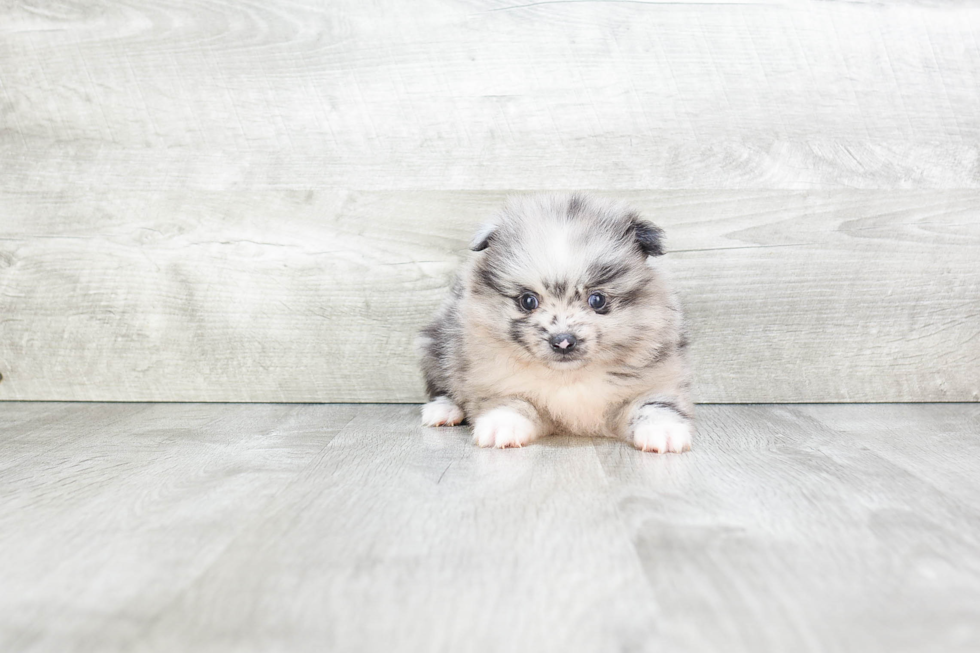 Fluffy Pomeranian Purebred Puppy