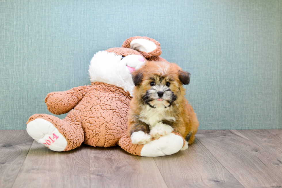 Sweet Havanese Purebred Puppy