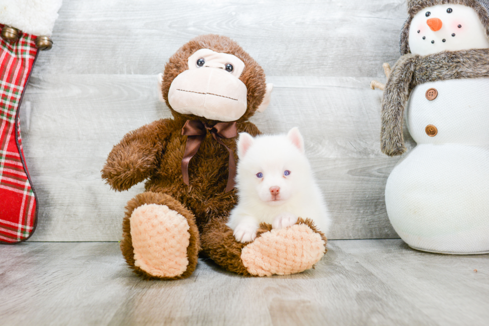 Petite Pomsky Designer Pup