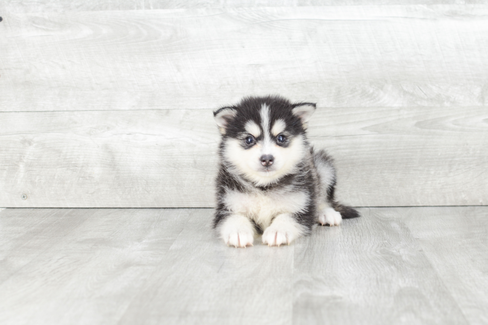 Small Pomsky Baby