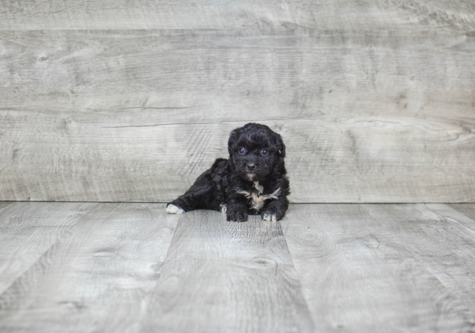 Hypoallergenic Maltepoo Poodle Mix Puppy