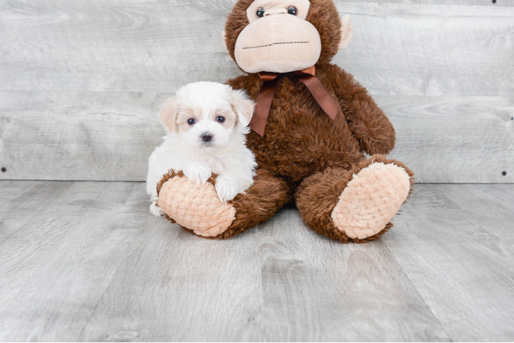 Best Maltipoo Baby