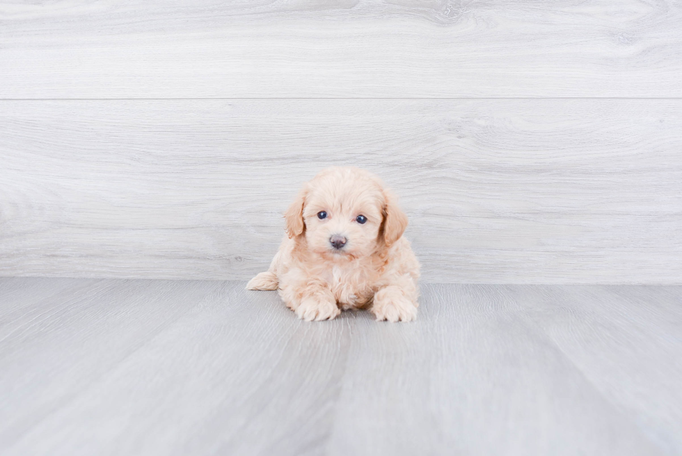 Happy Maltipoo Baby