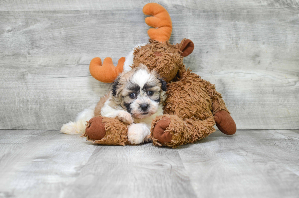 Funny Teddy Bear Designer Pup