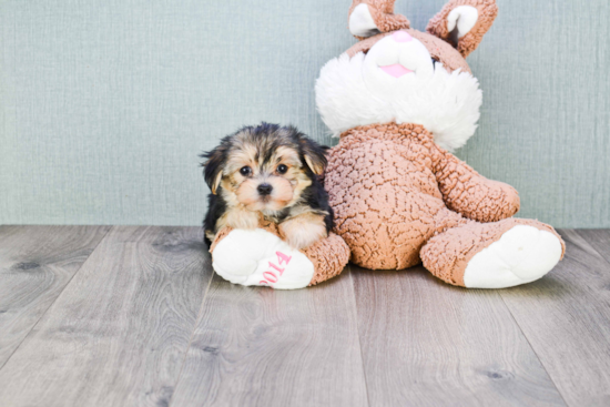 Fluffy Morkie Designer Pup