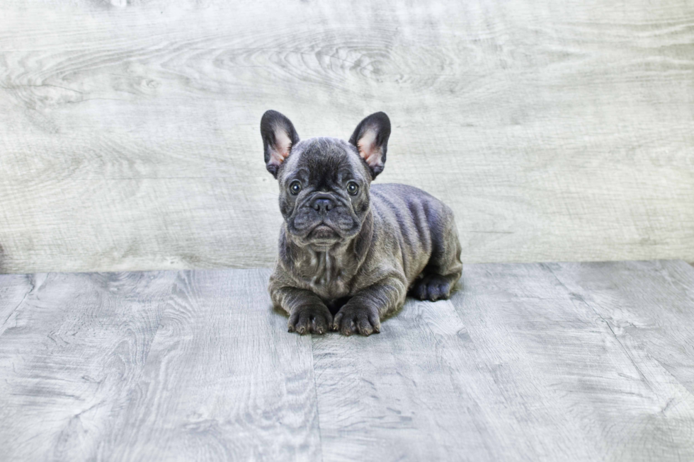 Smart Frenchie Purebred Puppy