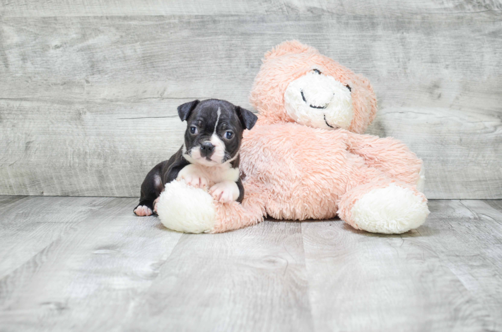 Little Boston Terrier Baby