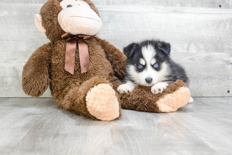 Pomsky Puppy for Adoption