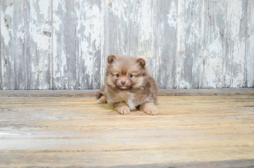 Little Pomeranian Purebred Pup