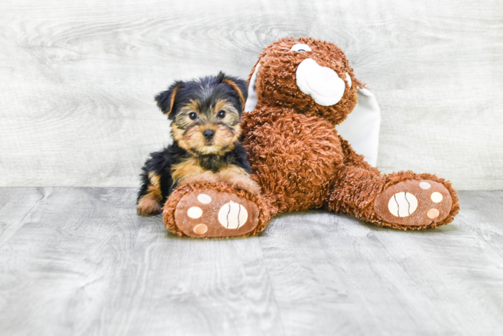 Meet Beyonce - our Yorkshire Terrier Puppy Photo 