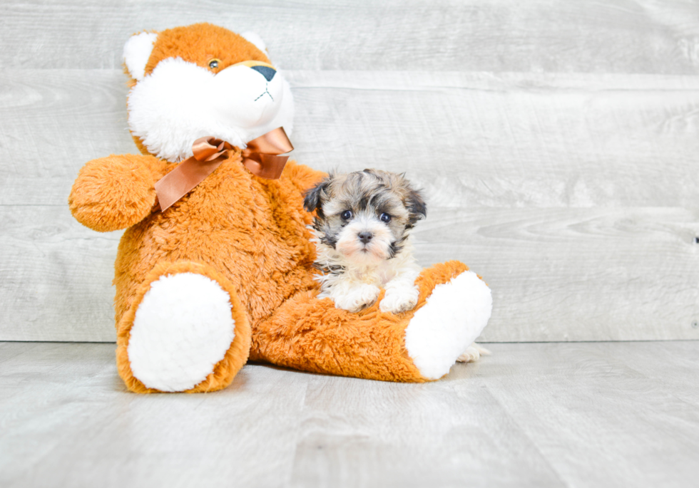 Cute Havanese Purebred Puppy